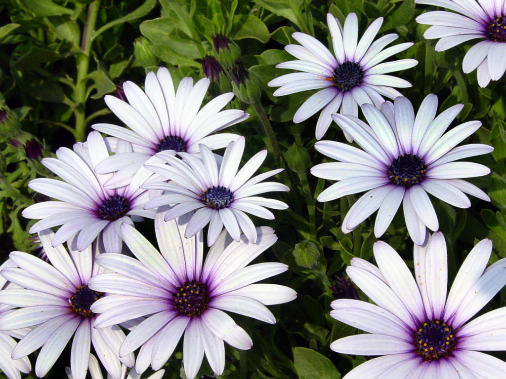 African Daisy – DLT Growers