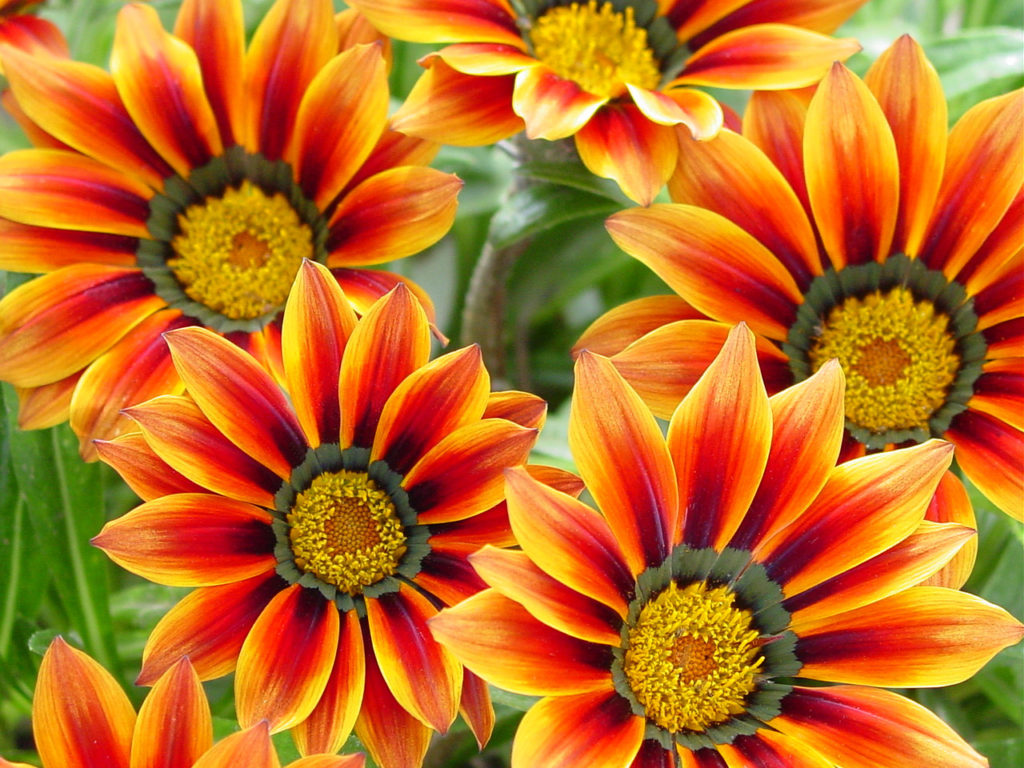 Gazania – DLT Growers