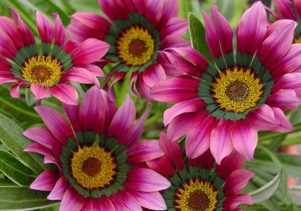 Christine Gazania